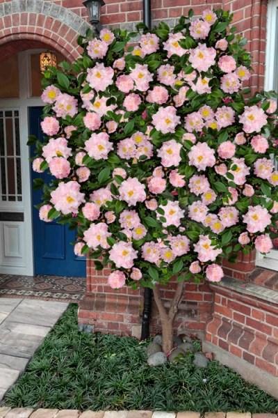 High Fragrance Camellia Hybrid