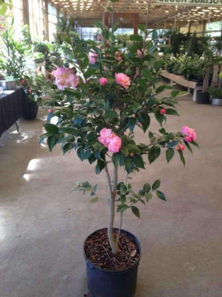 High Fragrance Camellia Hybrid