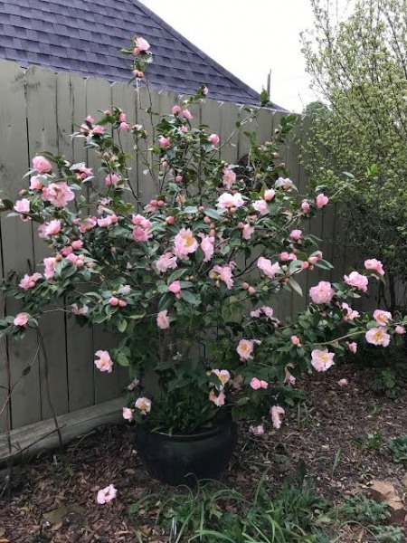 High Fragrance Camellia Hybrid