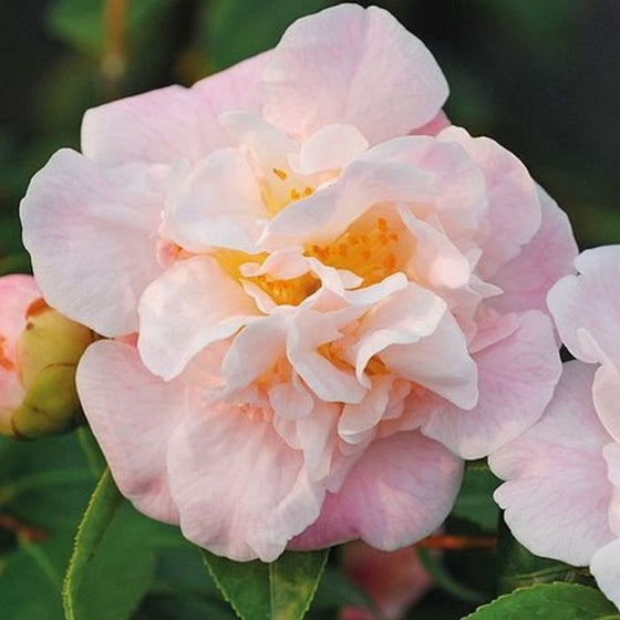 High Fragrance Camellia Hybrid