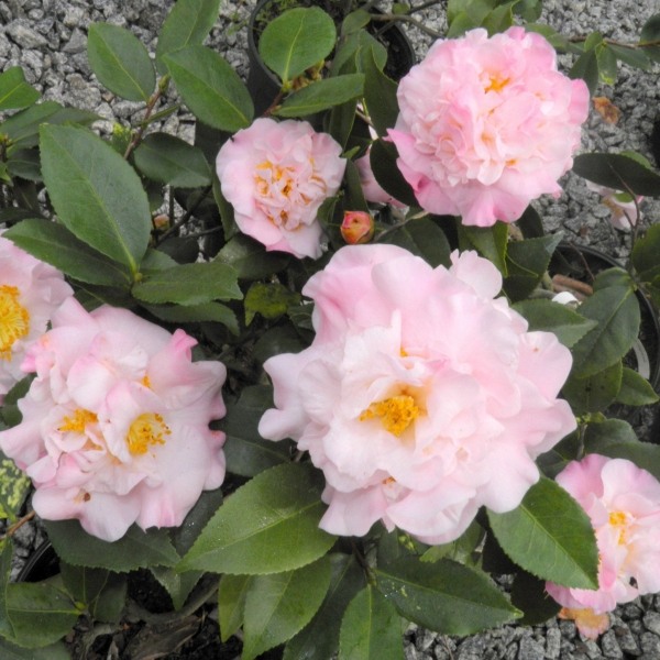High Fragrance Camellia Hybrid