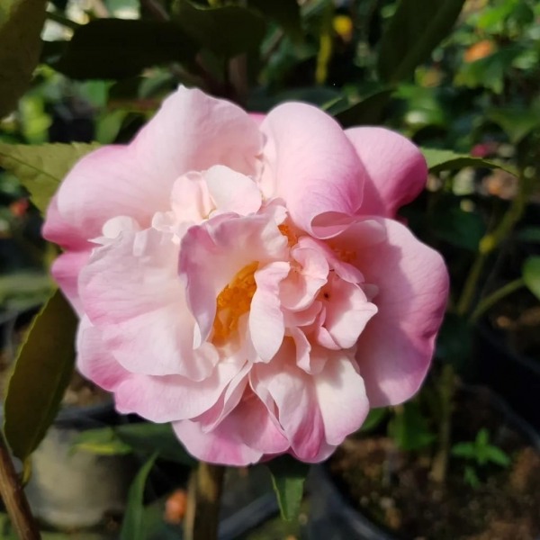 High Fragrance Camellia Hybrid