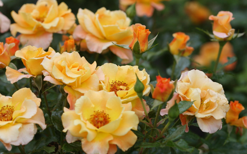 Sunorita Rose