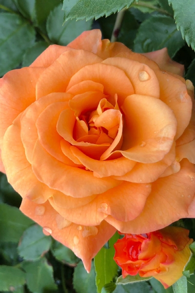 Sunorita Rose