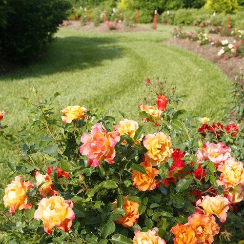 Sunorita Rose