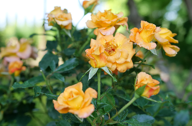 Sunorita Rose
