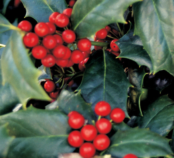 Robin Red Holly Tree