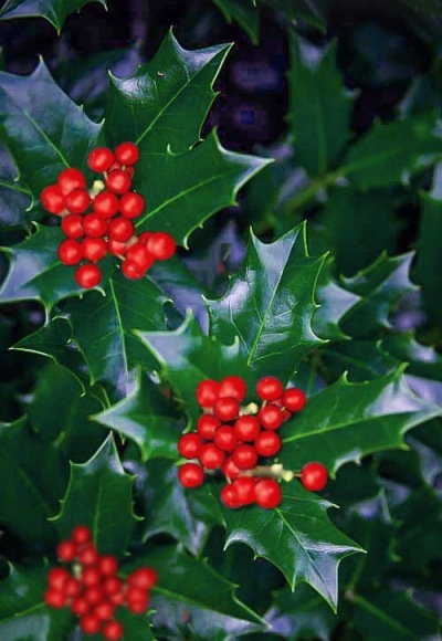 Robin Red Holly Tree