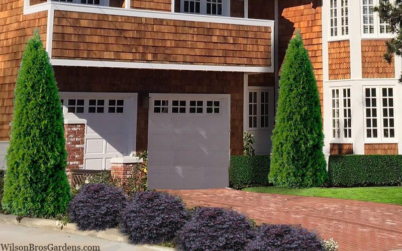 Emerald Green Arborvitae