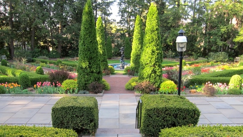 Emerald Green Arborvitae