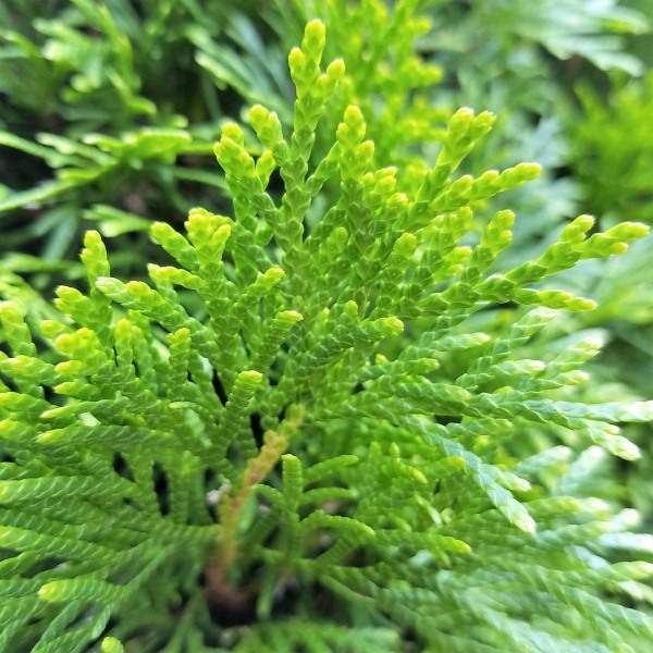 Emerald Green Arborvitae