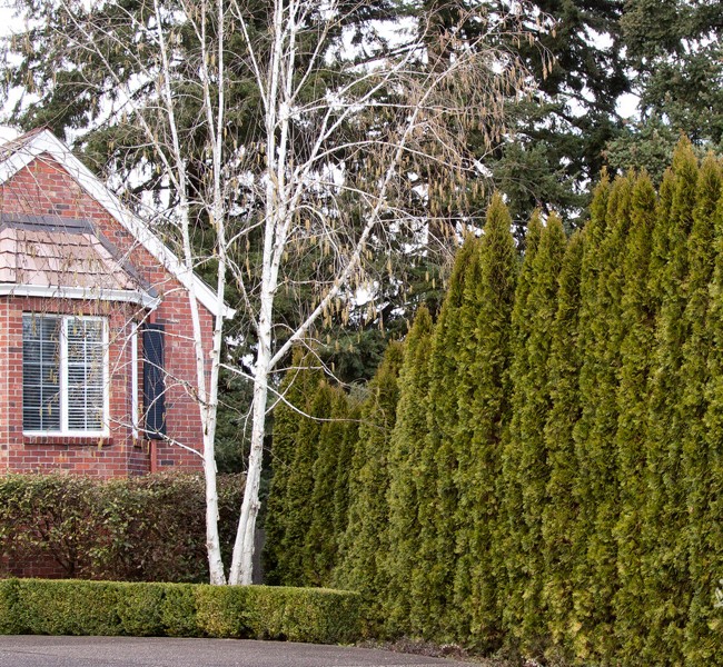 Emerald Green Arborvitae