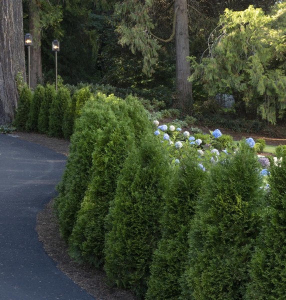 Emerald Green Arborvitae