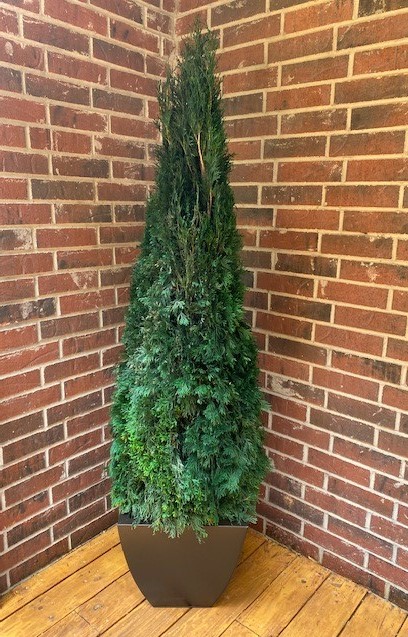 Emerald Green Arborvitae