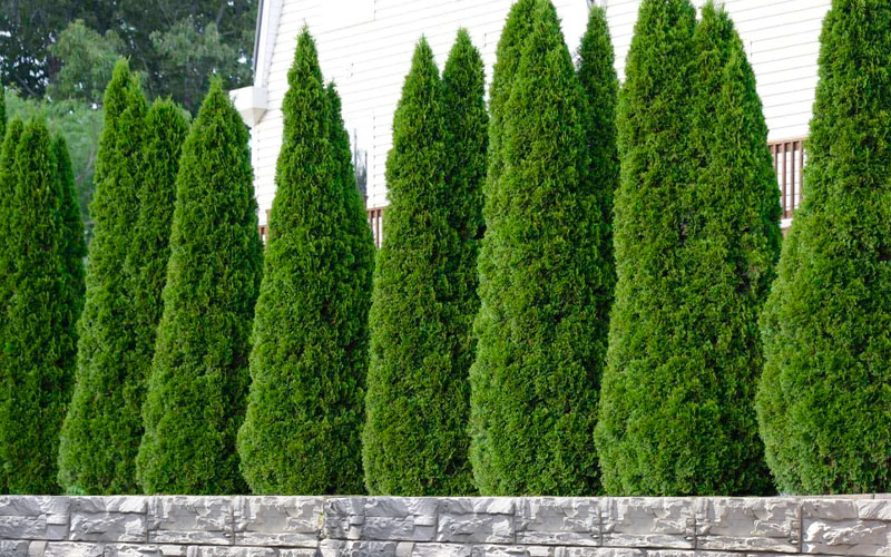 Emerald Green Arborvitae