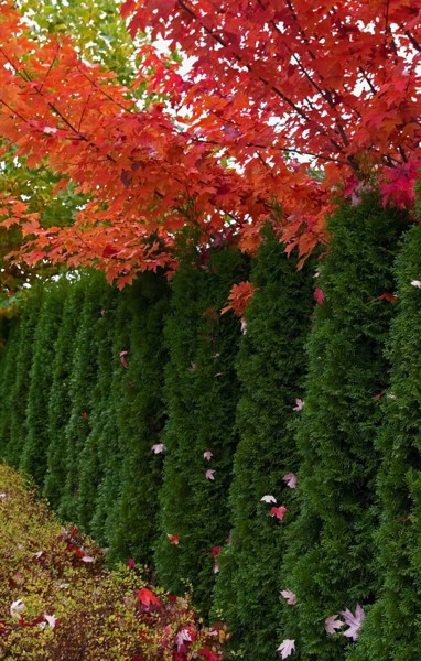 Emerald Green Arborvitae