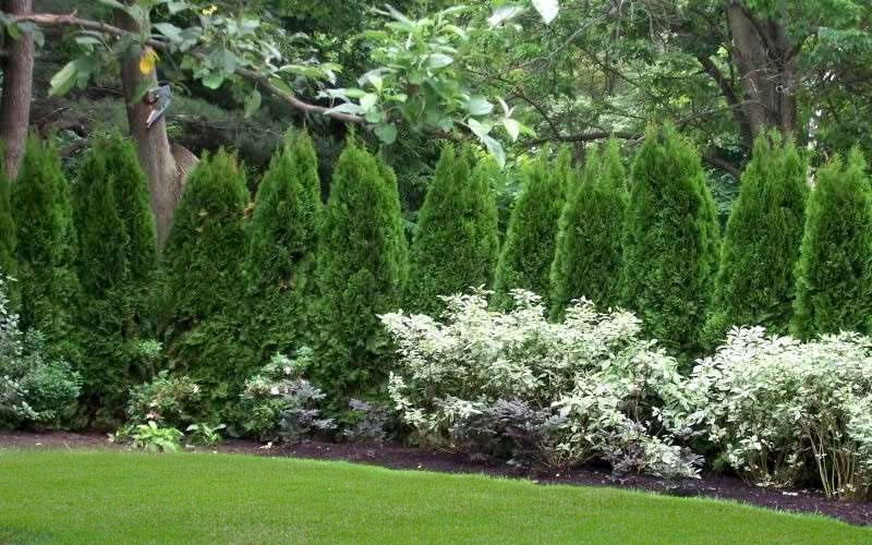 Emerald Green Arborvitae