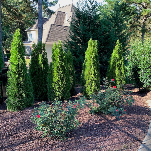 Emerald Green Arborvitae