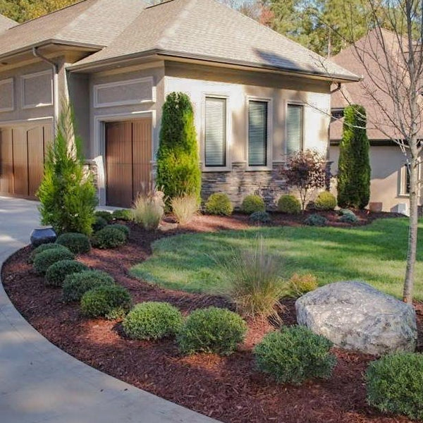 Emerald Green Arborvitae