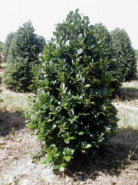 Liberty Holly