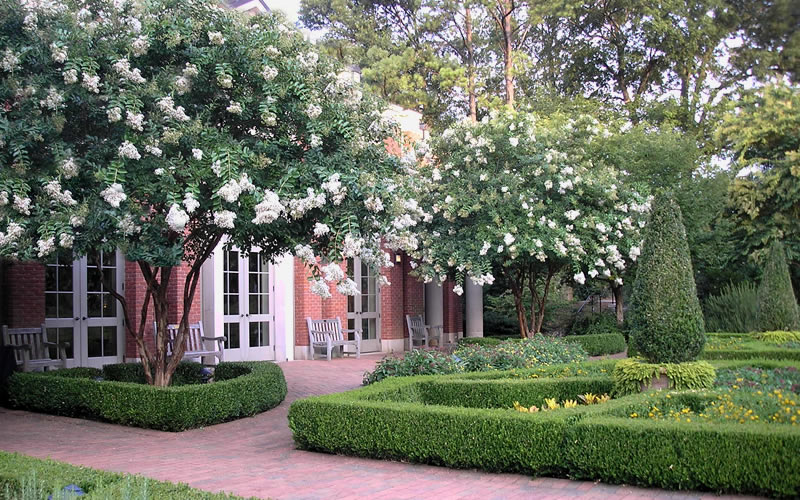 Natchez White Crape Myrtle
