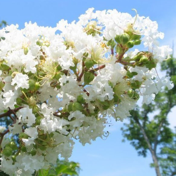 Natchez White Crape Myrtle