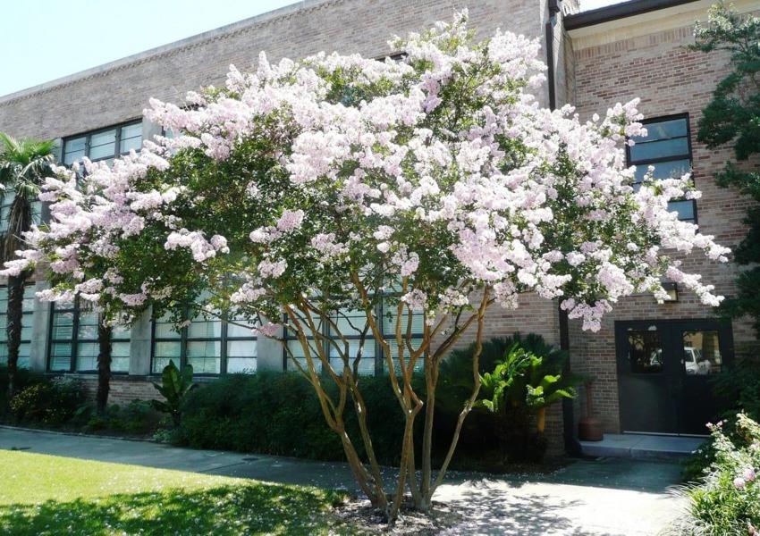 Natchez White Crape Myrtle