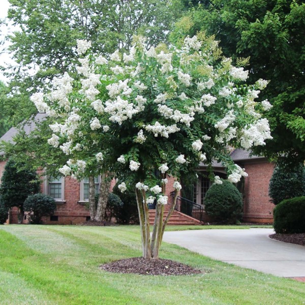 Natchez White Crape Myrtle