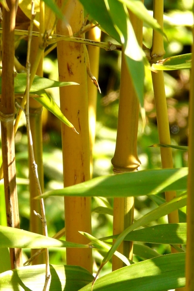 Golden Fishpole Bamboo