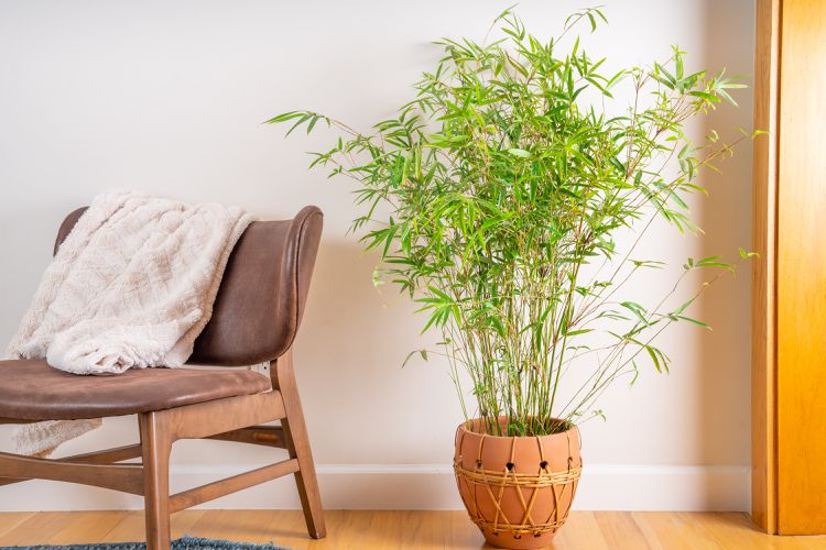 Golden Fishpole Bamboo