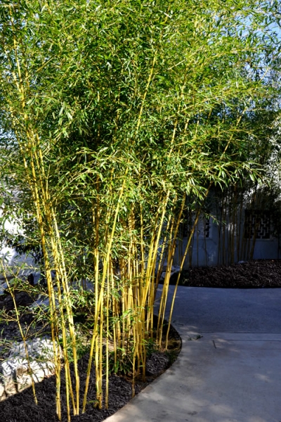 Golden Fishpole Bamboo