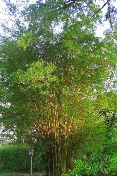 Golden Fishpole Bamboo