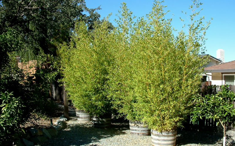 Golden Fishpole Bamboo