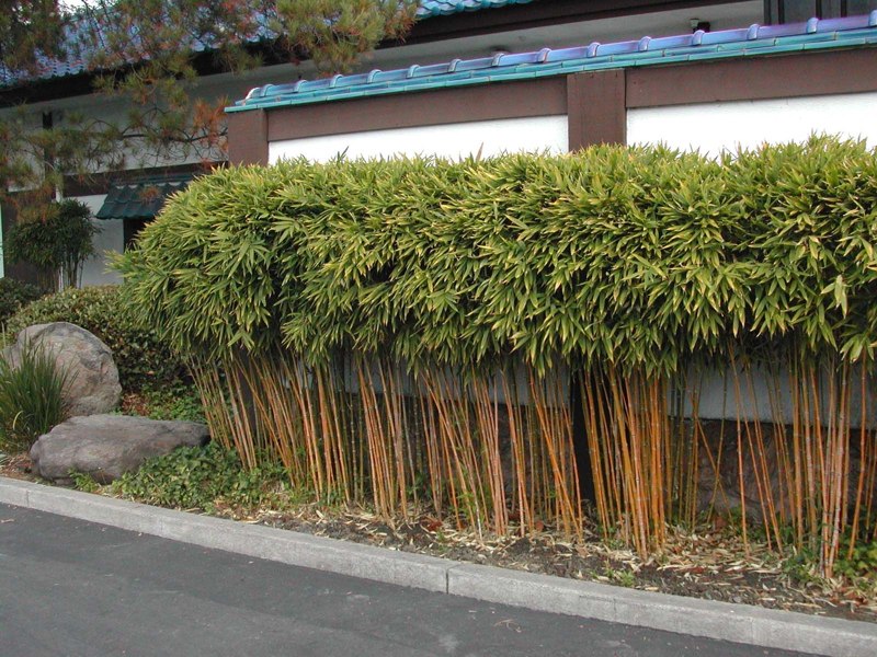 Golden Fishpole Bamboo