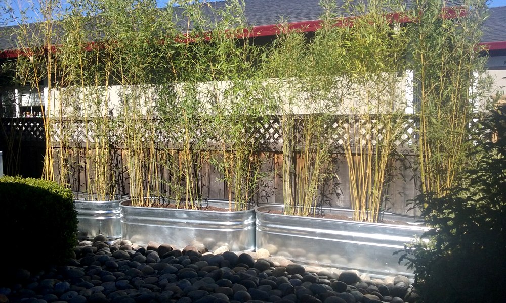 Golden Fishpole Bamboo