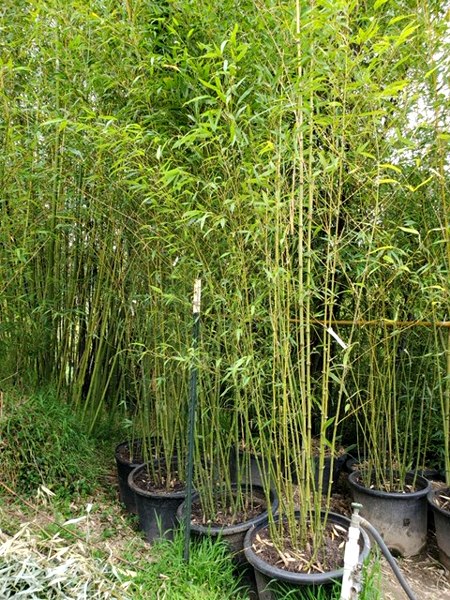 Golden Fishpole Bamboo