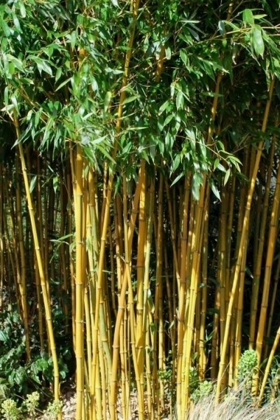 Golden Fishpole Bamboo