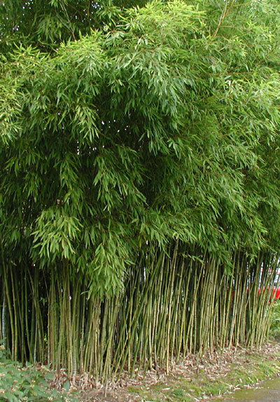 Golden Fishpole Bamboo