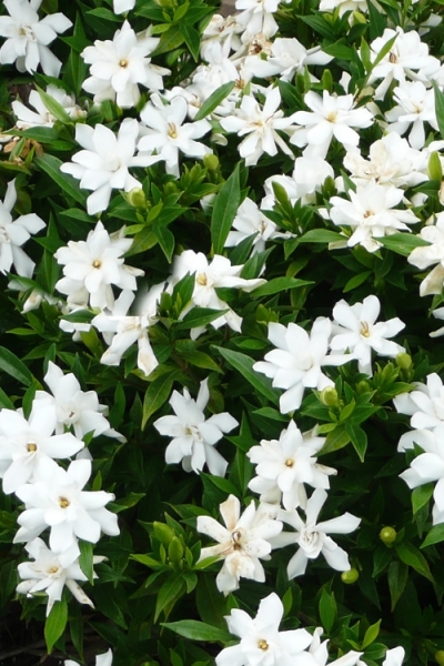 Radicans Creeping Dwarf Gardenia