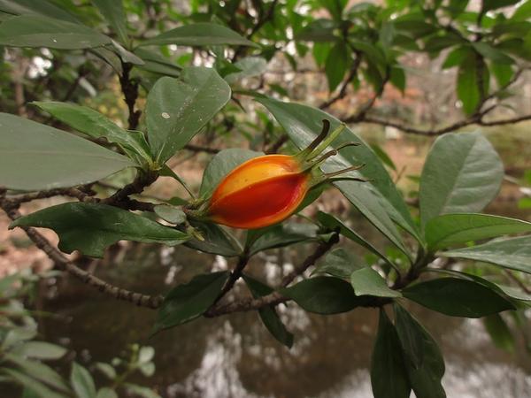 Radicans Creeping Dwarf Gardenia