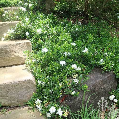 Radicans Creeping Dwarf Gardenia