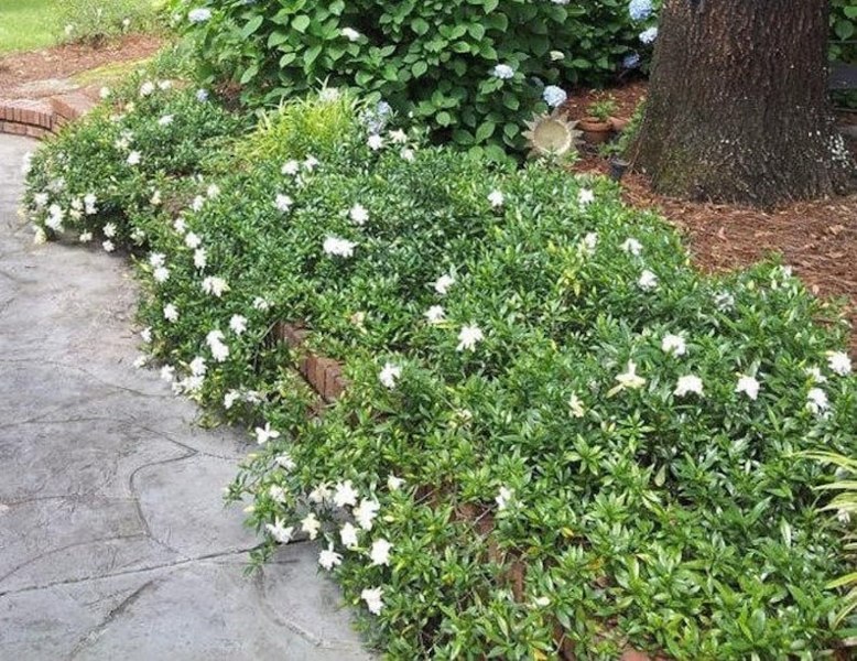 Radicans Creeping Dwarf Gardenia