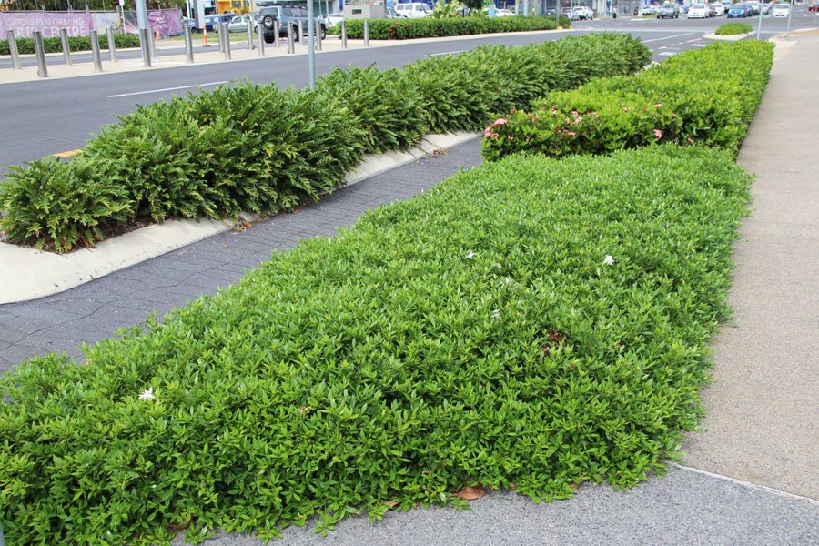 Radicans Creeping Dwarf Gardenia