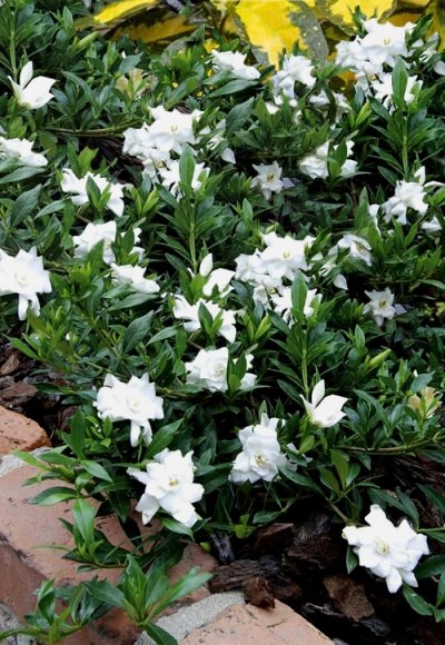 Radicans Creeping Dwarf Gardenia