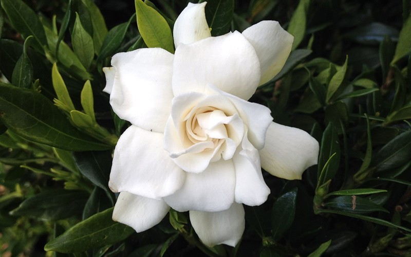 Radicans Creeping Dwarf Gardenia