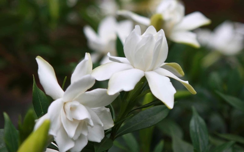 Radicans Creeping Dwarf Gardenia