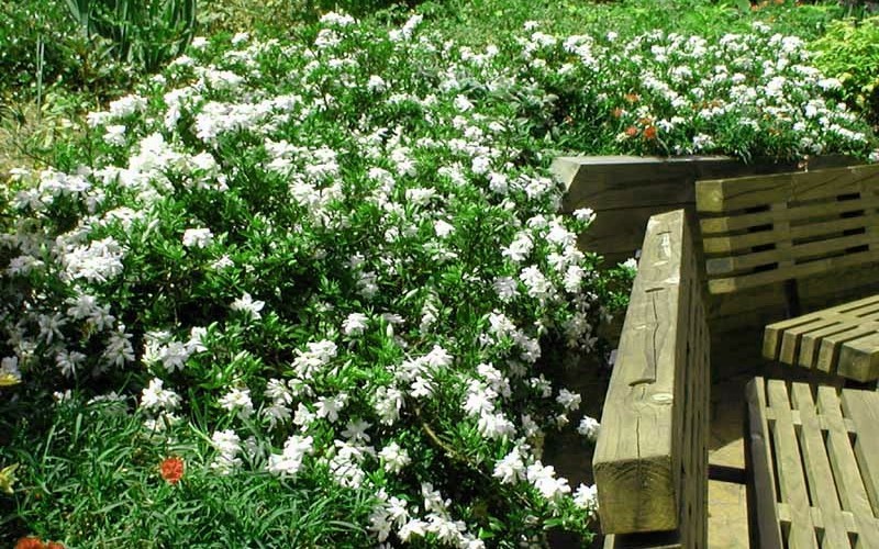 Radicans Creeping Dwarf Gardenia