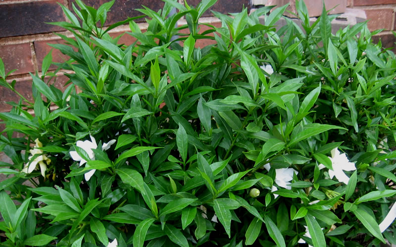 Radicans Creeping Dwarf Gardenia