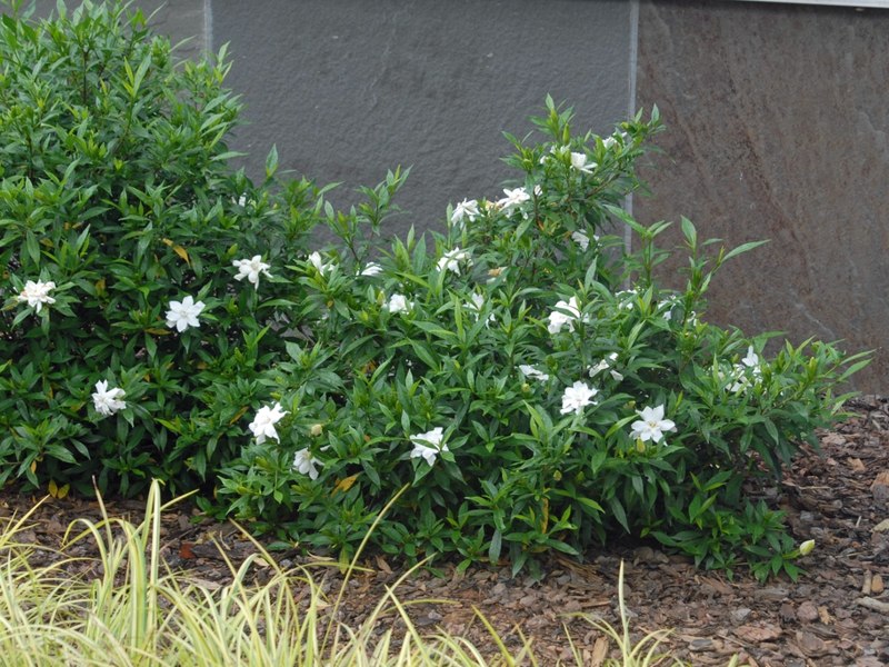 Radicans Creeping Dwarf Gardenia