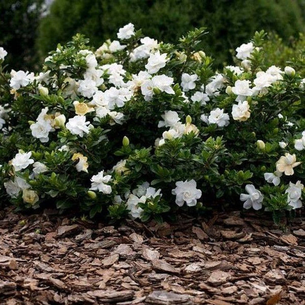 Radicans Creeping Dwarf Gardenia